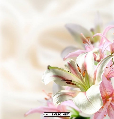 Lilium Clean Background Isolated PNG Illustration