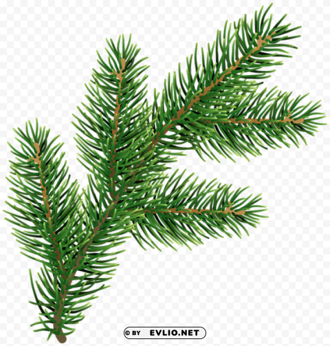 Pine Branchdeco Isolated Item In HighQuality Transparent PNG