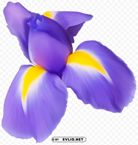purple iris flower PNG transparent graphics bundle