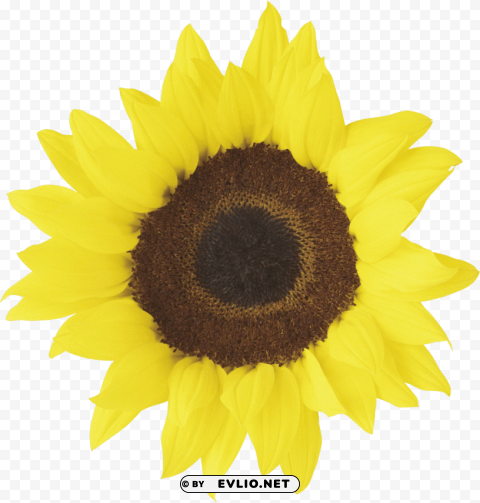 sunflower PNG images with no royalties