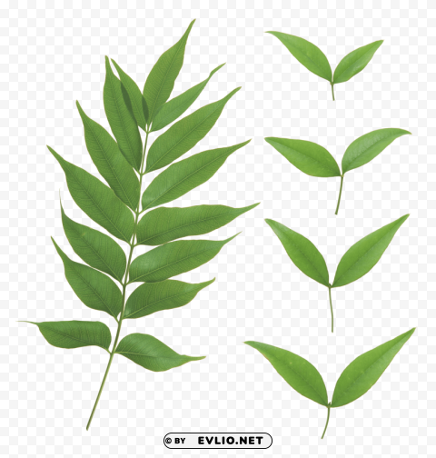 green leaves HighQuality Transparent PNG Isolated Object