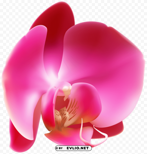 PNG image of pink orchid PNG without background with a clear background - Image ID dc9e29fb