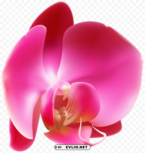 Pink Orchid PNG Without Background