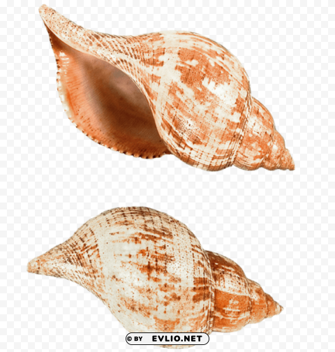 sea snails shells Clean Background Isolated PNG Image