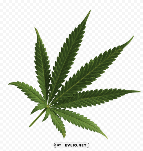 cannabis PNG with no registration needed