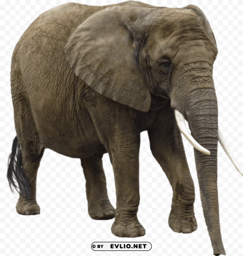 elephant PNG isolated