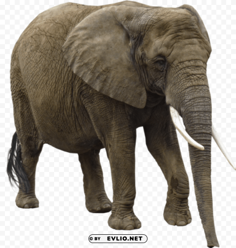 Elephant PNG Cutout