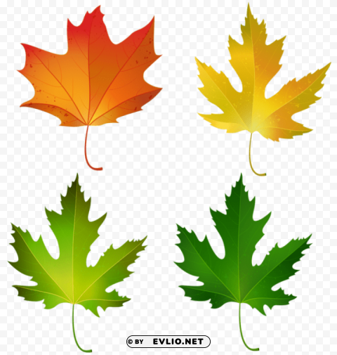 fall maple leaves set decorative Transparent Background PNG Isolated Pattern