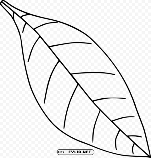 Leaf Drawing Transparent PNG Isolation Of Item