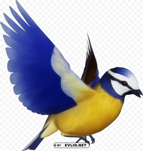 birds PNG for overlays