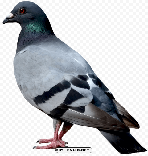 Birds PNG For Personal Use