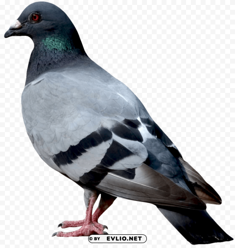 dove Transparent PNG Illustration with Isolation