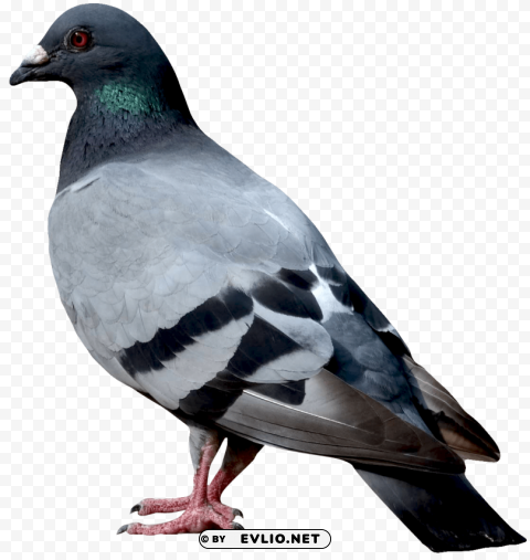 Dove Transparent PNG Illustration With Isolation