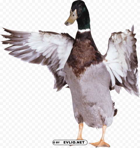 duck PNG icons with transparency png images background - Image ID bbc28082