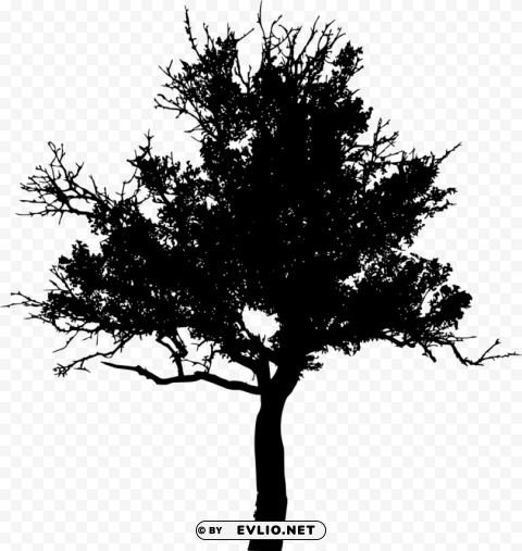 tree silhouette HighQuality Transparent PNG Isolated Element Detail