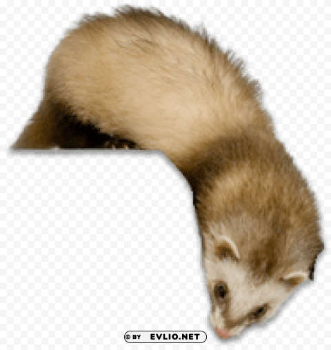 ferret Transparent graphics png images background - Image ID 04028ae4