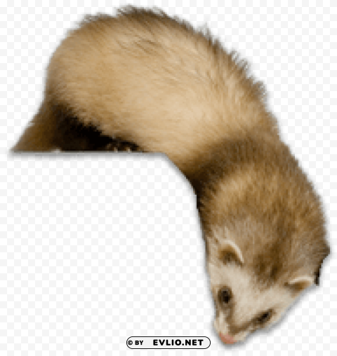 ferret Transparent graphics