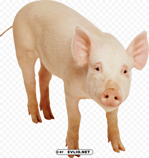 pig frontview PNG images for advertising