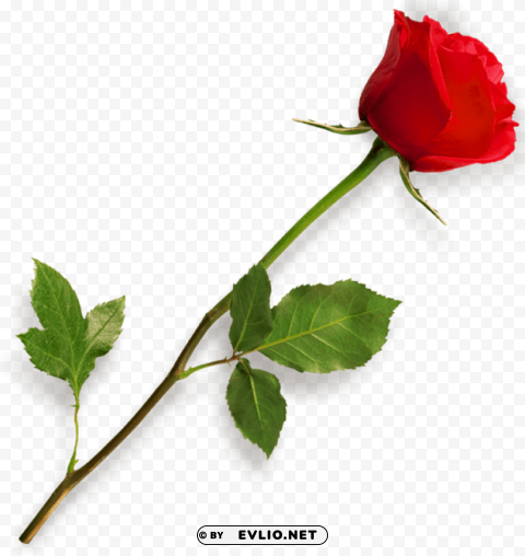 Rose Clean Background Isolated PNG Character