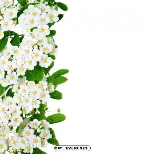 spring white blooming Clear Background Isolated PNG Object