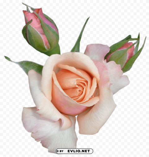 PNG image of  beautiful rose with buds Transparent background PNG images complete pack with a clear background - Image ID 5a4598e0