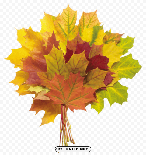 autumn leaves PNG images with transparent backdrop