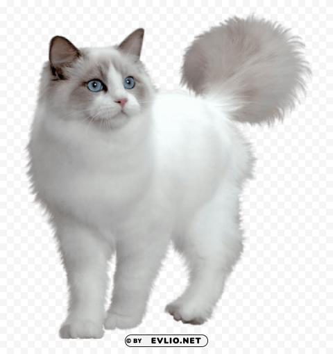 cute white kittenpicture Isolated Subject with Clear Transparent PNG