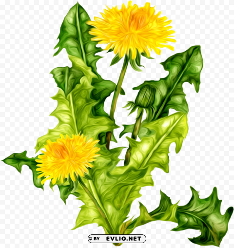 dandelion Free download PNG images with alpha channel