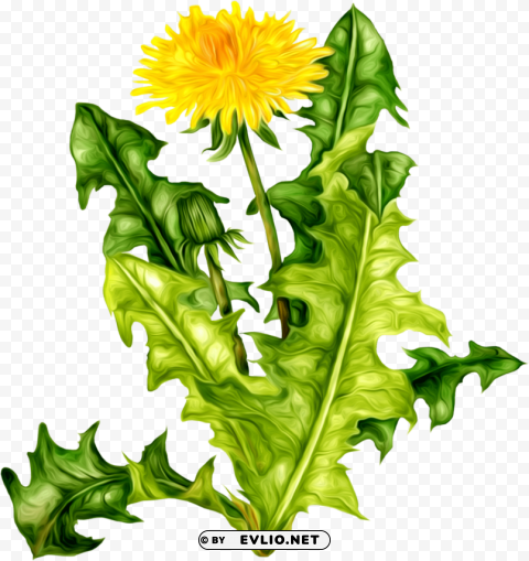 dandelion Free download PNG with alpha channel