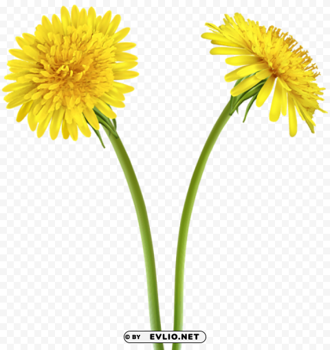 dandelions Transparent graphics PNG