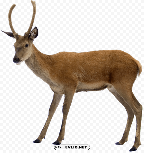 deer Isolated PNG on Transparent Background png images background - Image ID 7232312c