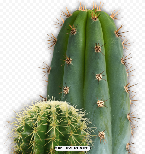cactus Clear PNG images free download