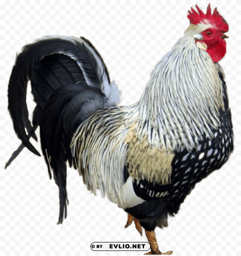 Cock Free Download PNG Images With Alpha Channel