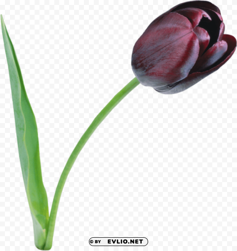 PNG image of large black tulip Isolated PNG Item in HighResolution with a clear background - Image ID 4014f671