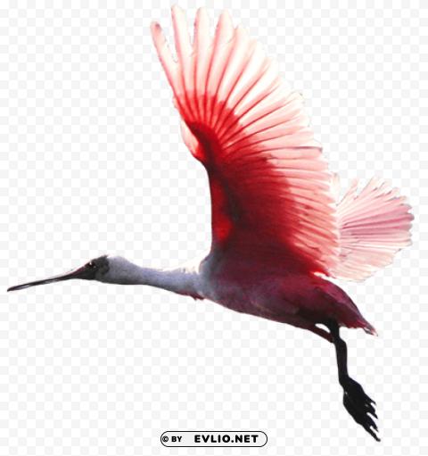 birds PNG Image Isolated on Clear Backdrop