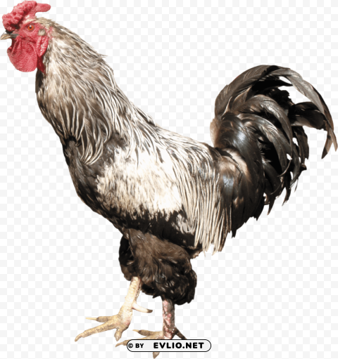 cock Free PNG images with transparent layers