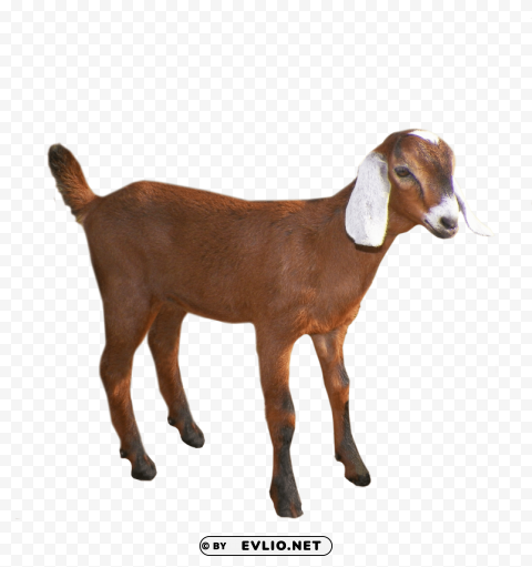 goat High-definition transparent PNG
