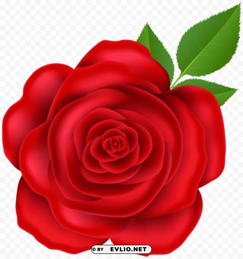 red rose Isolated Illustration with Clear Background PNG