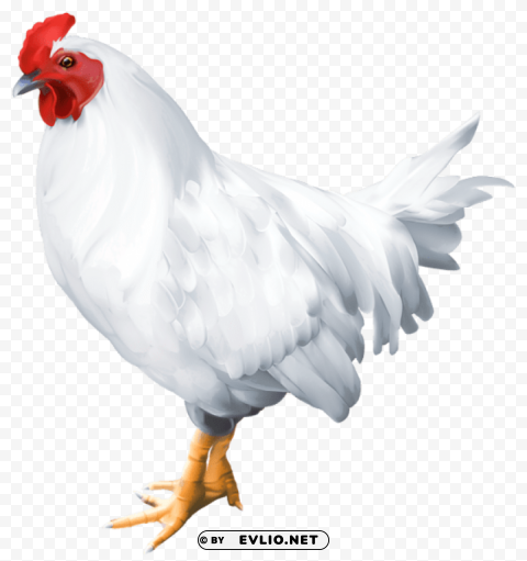 white rooster Free transparent background PNG