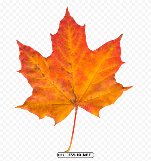 autumn leaf Transparent PNG Isolated Item with Detail