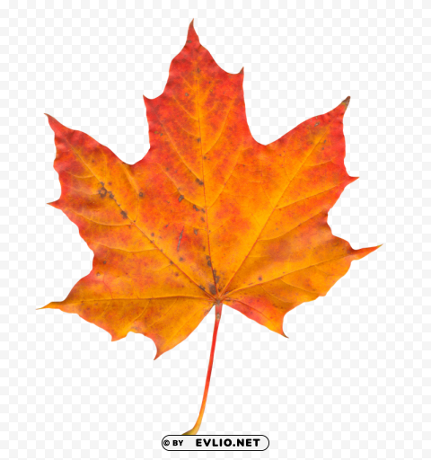 Autumn Leaf Transparent PNG Isolated Item With Detail