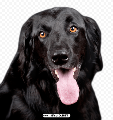 black dog Isolated Design Element in Clear Transparent PNG