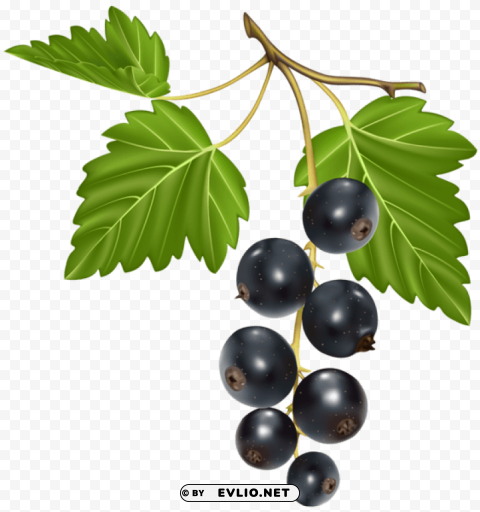 blackcurrant vector Isolated Artwork in HighResolution PNG