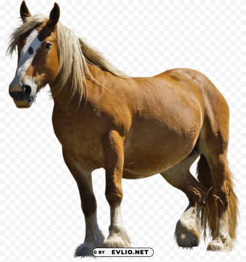 Brown Horse PNG Files With Transparent Canvas Collection