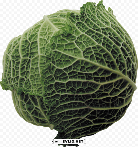 cabbage Clear Background PNG Isolated Graphic