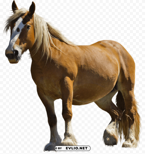 farm horse Transparent Background PNG Isolated Element