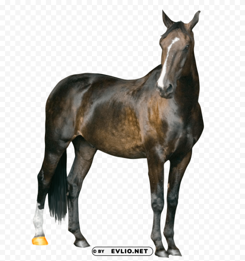 horse PNG high quality png images background - Image ID 48946df3