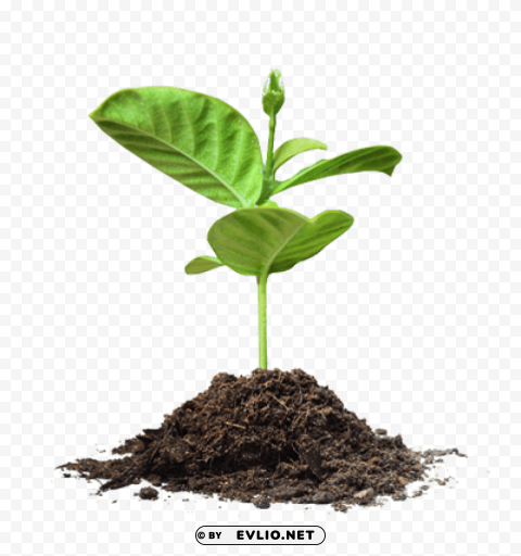save tree High-resolution transparent PNG images