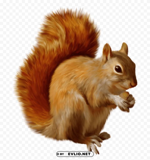 Squirrel PNG Image With No Background