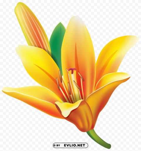yellow lily flower PNG transparent pictures for projects